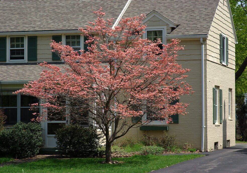 2445808857_f12704515d_b-1024x688