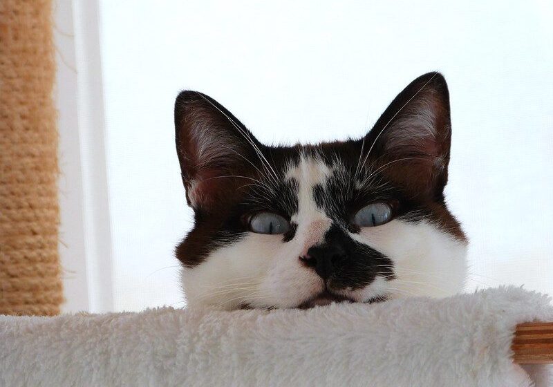 25248858343_a7f2a9ce55_c