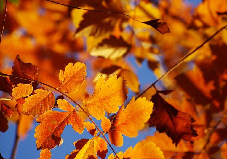 3035384225_6b5fcf138e_c