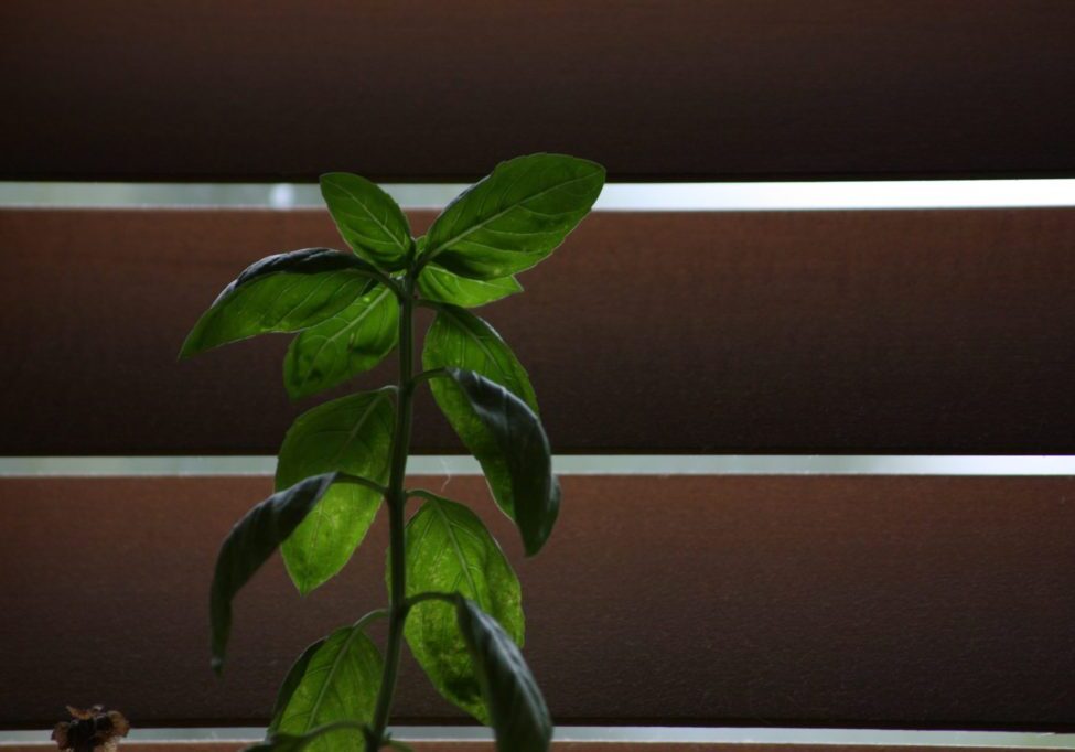 5240786033_0422c7360e_k-1024x682