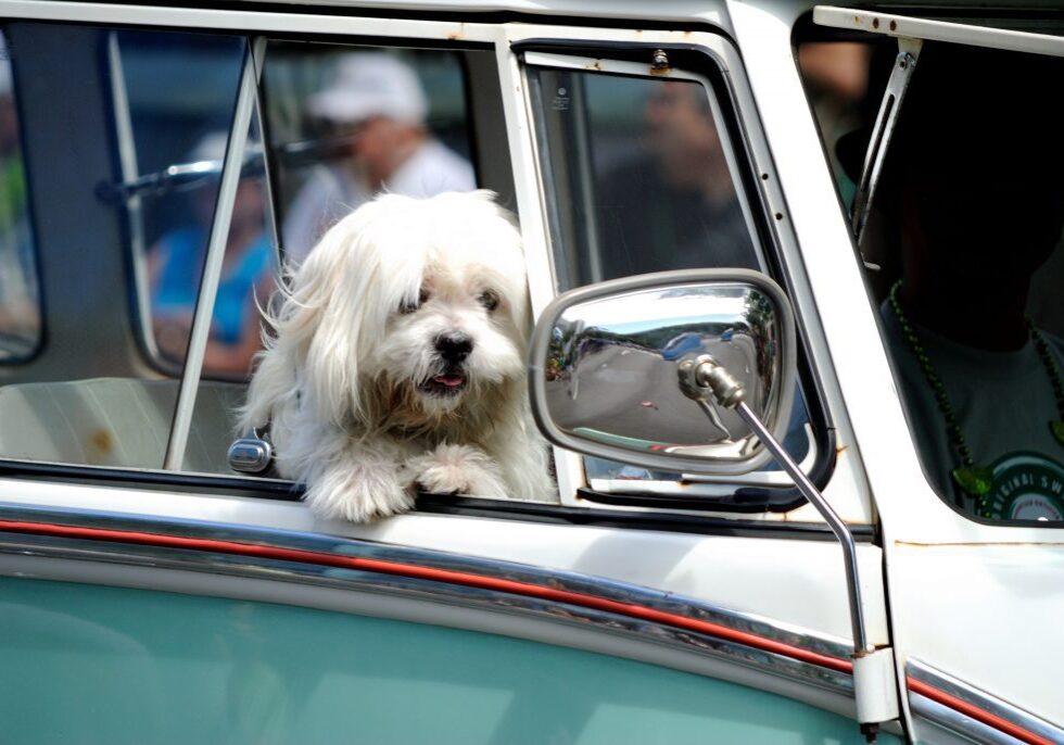 7016381363_99802c0c64_k-1024x686